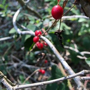 Photographie n°2395122 du taxon Lonicera periclymenum L. [1753]