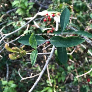 Photographie n°2395123 du taxon Lonicera periclymenum L. [1753]