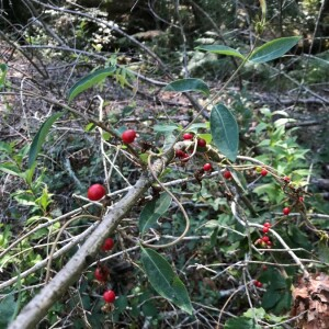 Photographie n°2395124 du taxon Lonicera periclymenum L. [1753]