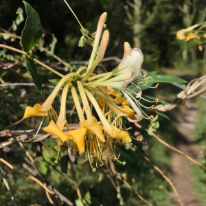Photographie n°2395125 du taxon Lonicera periclymenum L. [1753]