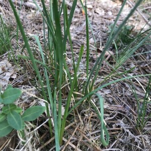 Photographie n°2395131 du taxon Allium ericetorum Thore [1803]