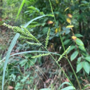 Photographie n°2395132 du taxon Echinochloa crus-galli (L.) P.Beauv. [1812]