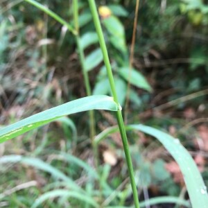 Photographie n°2395133 du taxon Echinochloa crus-galli (L.) P.Beauv. [1812]