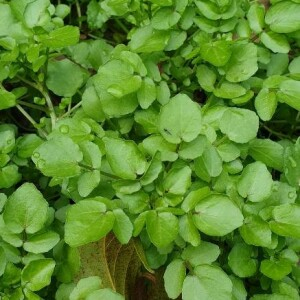 Photographie n°2395158 du taxon Nasturtium officinale R.Br. [1812]