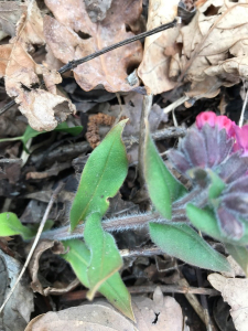 Stephane 33, le 29 février 2020 (Grilly)