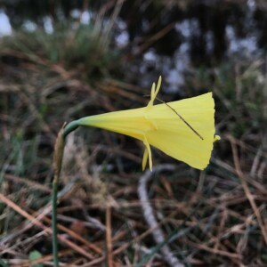 Photographie n°2395203 du taxon Narcissus bulbocodium L. [1753]