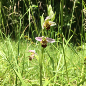 Photographie n°2395214 du taxon Ophrys apifera Huds. [1762]