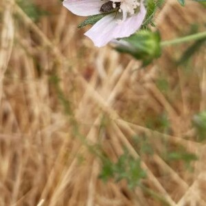 Photographie n°2395219 du taxon Althaea hirsuta L. [1753]