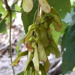 Photographie n°2395238 du taxon Acer pseudoplatanus L. [1753]