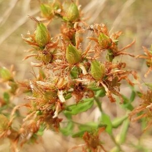 Photographie n°2395239 du taxon Hypericum perforatum L. [1753]