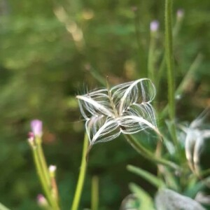 Photographie n°2395254 du taxon Epilobium hirsutum L. [1753]