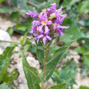 Photographie n°2395282 du taxon Lythrum salicaria L.