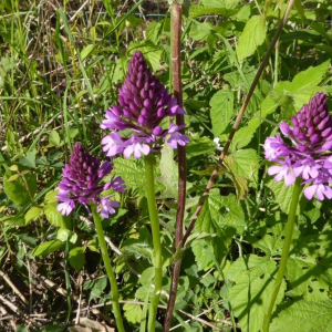 Photographie n°2395431 du taxon Anacamptis pyramidalis (L.) Rich. [1817]