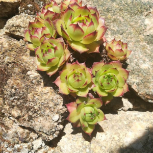 Photographie n°2395465 du taxon Sempervivum tectorum L.