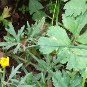 Photographie n°2395469 du taxon Ranunculus acris L. [1753]