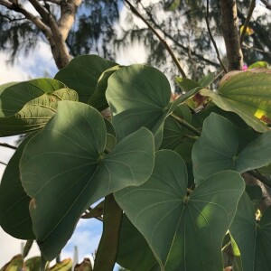  - Bauhinia variegata L. [1753]