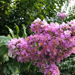 Photographie n°2395527 du taxon Lagerstroemia indica L. [1759]