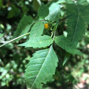 Photographie n°2395536 du taxon Bidens bipinnata L. [1753]