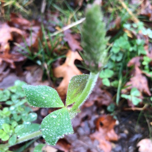 Photographie n°2395541 du taxon Trifolium incarnatum L. [1753]