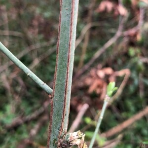 Photographie n°2395565 du taxon Euonymus europaeus L. [1753]