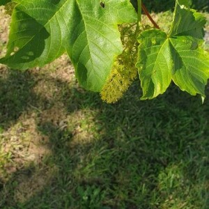 Photographie n°2395624 du taxon Acer pseudoplatanus L. [1753]