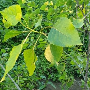 Photographie n°2395627 du taxon Populus nigra L. [1753]