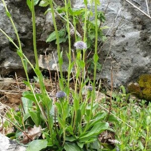 Photographie n°2395634 du taxon Globularia vulgaris L. [1753]