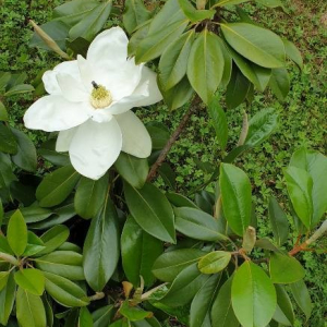  - Magnolia virginiana L. [1753]