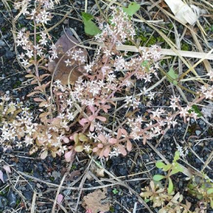 Photographie n°2395664 du taxon Sedum album L. [1753]