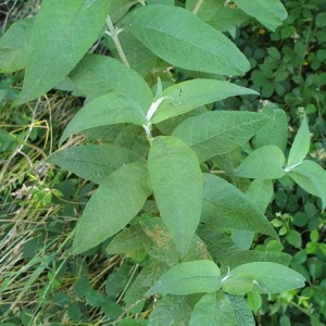 Photographie n°2395666 du taxon Buddleja davidii Franch. [1887]