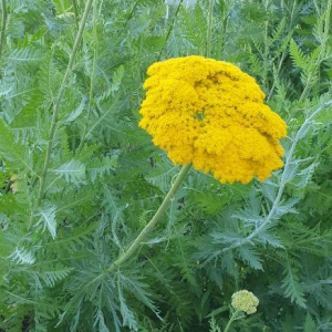 Photographie n°2395670 du taxon Achillea filipendulina Lam. [1783]