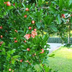 Photographie n°2395672 du taxon Punica granatum L. [1753]