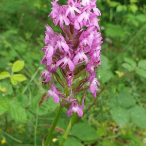 Photographie n°2395687 du taxon Anacamptis pyramidalis (L.) Rich. [1817]