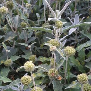 Photographie n°2395688 du taxon Phlomis fruticosa L. [1753]