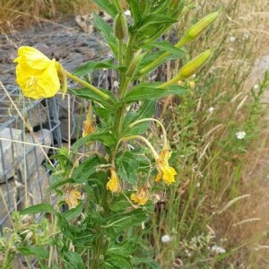 Photographie n°2395696 du taxon Oenothera biennis L. [1753]