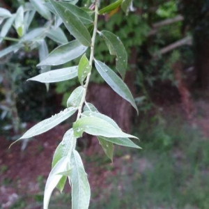 Photographie n°2395707 du taxon Salix alba L. [1753]