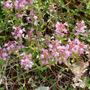 Photographie n°2395714 du taxon Thymus serpyllum L. [1753]