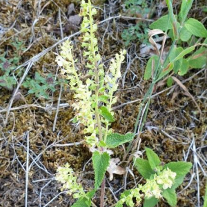 Photographie n°2395715 du taxon Teucrium scorodonia L.