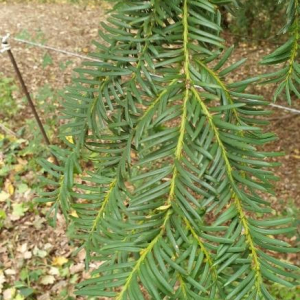 Photographie n°2395728 du taxon Taxus baccata L. [1753]