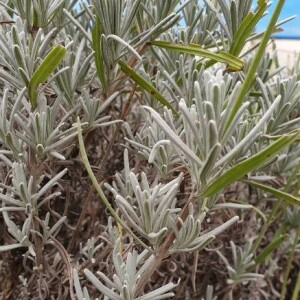 Photographie n°2395740 du taxon Lavandula angustifolia Mill. [1768]
