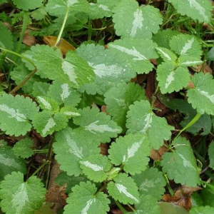 Photographie n°2395748 du taxon Lamium maculatum (L.) L. [1763]