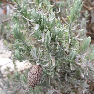 Photographie n°2395753 du taxon Lavandula stoechas L. [1753]