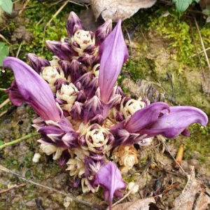 Photographie n°2395755 du taxon Lathraea clandestina L. [1753]