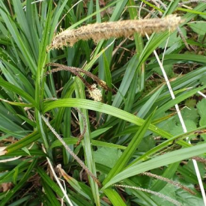 Photographie n°2395759 du taxon Carex riparia Curtis [1783]