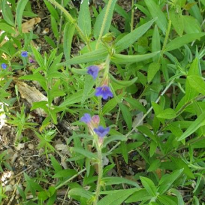Photographie n°2395762 du taxon Buglossoides purpurocaerulea (L.) I.M.Johnst. [1954]