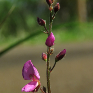 Desmodium incanum DC. (Collant)