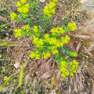 Photographie n°2395822 du taxon Euphorbia serrata L.