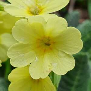 Photographie n°2396037 du taxon Primula elatior (L.) Hill [1765]