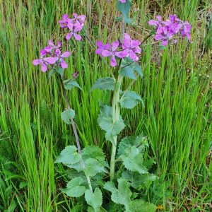 Photographie n°2396050 du taxon Lunaria annua L.