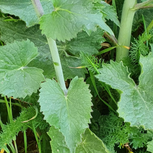 Photographie n°2396051 du taxon Lunaria annua L.